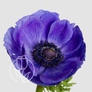 Anemones