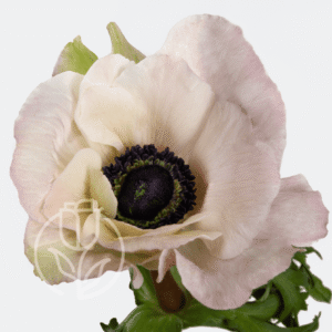 Anémona Panda Blush