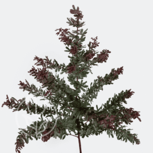 Acacias