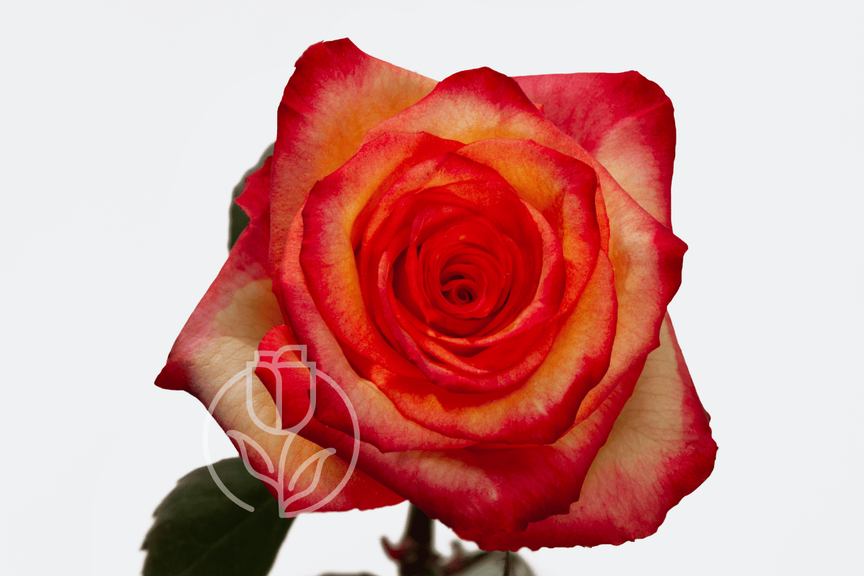 High and Magic – Rosadex exceptional quality from Ecuador