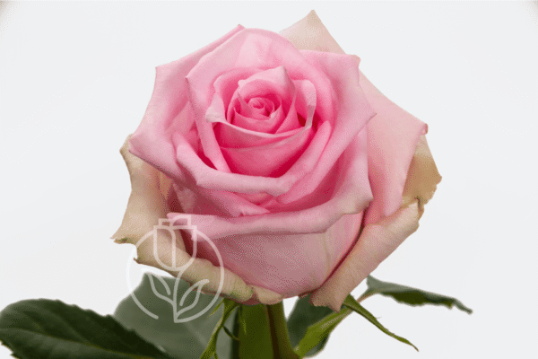 Jessica Roses Color Jessica – Rosadex exceptional quality from Ecuador