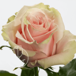 Pink Mondial