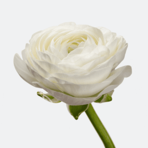 Ranunculus Elegance Bianco