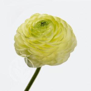 Ranunculus Elegance Cream