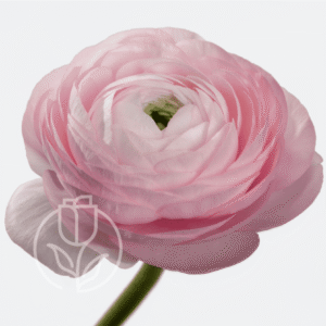Ranunculus Elegance Light Pink