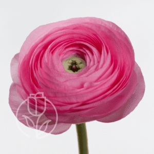Ranunculus Elegance Pink