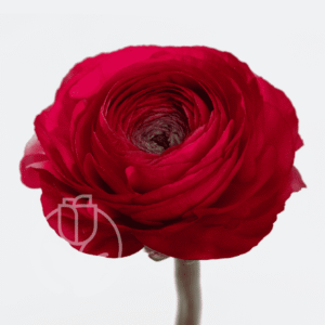 Ranunculus Elegance Rosso