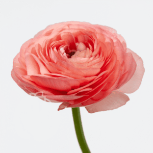Ranunculus Elegance Salmone