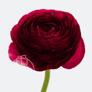 Ranunculus Elegance Viola
