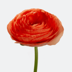 Ranunculus Orange