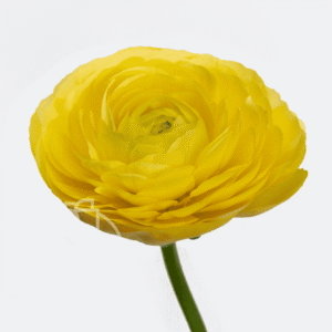 Ranunculus Yellow