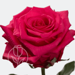 V.I Pink