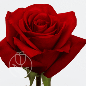 Redvolution