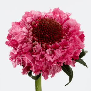 Scabiosa Popsicle Focal