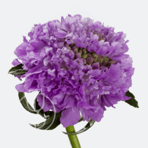 Scabiosa TeaBerry Bon Bon