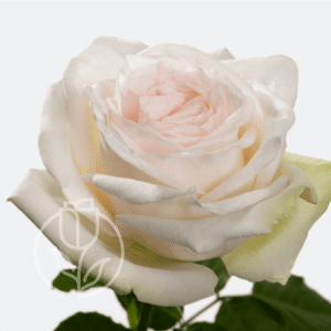 White Ohara