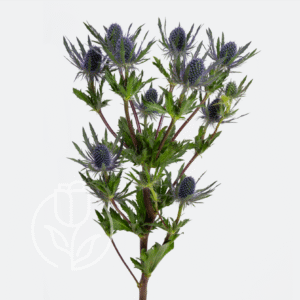 Eryngium