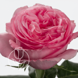 Pink Xpression