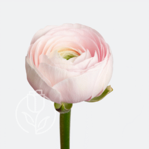 Ranunculus Clonni Succes Hanoi