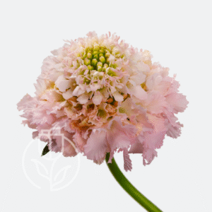 Scabiosa French Vanilla Bon Bon