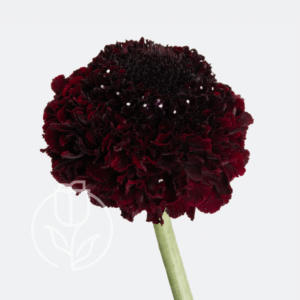 Scabiosa Maraschino Cherry Bon