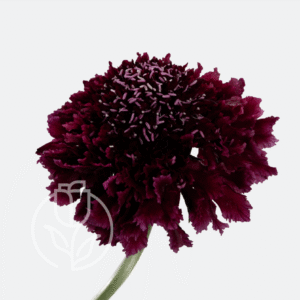 Scabiosa Merlot Bon Bon