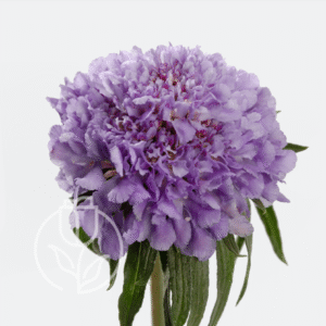 Scabiosa Peppermint Bon Bon