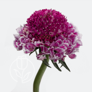 Scabiosa Pink Bicolor