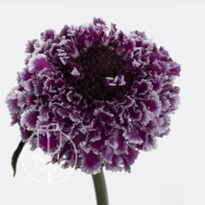 Scabiosa Purple Lace Focal
