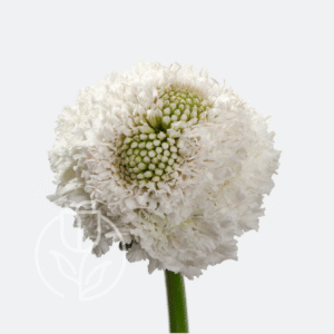 Scabiosa White Improved Focal