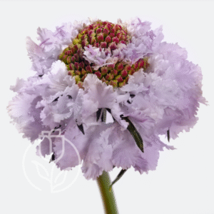 Scabiosa Sweetness Bon Bon