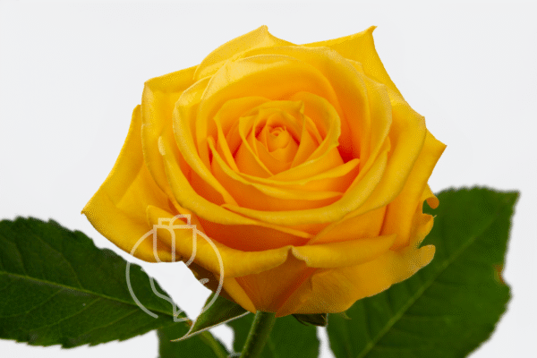 Brighton – Rosadex exceptional quality from Ecuador